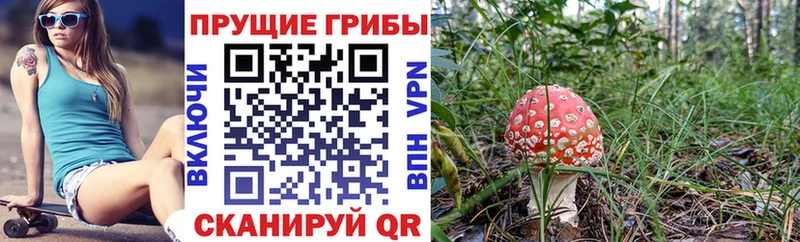 OMG как войти  Мценск  Псилоцибиновые грибы Cubensis  купить наркоту 